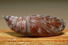 Attēlu rezultāti vaicājumam “Cosmia pyralina”