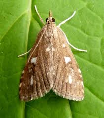 Attēlu rezultāti vaicājumam “Udea olivalis”