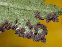 Attēlu rezultāti vaicājumam “Badhamia affinis spores”