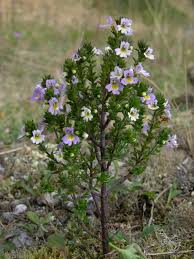 Image result for Euphrasia stricta