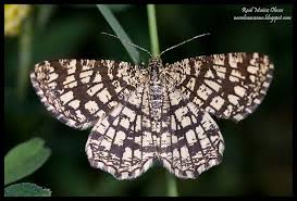 Attēlu rezultāti vaicājumam “Chiasmia clathrata”