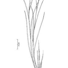 Attēlu rezultāti vaicājumam “Rhynchospora alba”