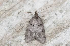 Attēlu rezultāti vaicājumam “Semioscopis avellanella imago”