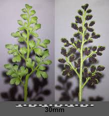 Attēlu rezultāti vaicājumam “Asplenium ruta-muraria”