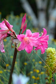 Image result for Mesembryanthemum criniflorum