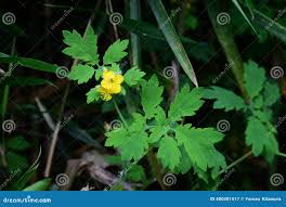 Attēlu rezultāti vaicājumam “Chelidonium majus flower”