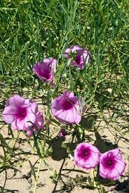 Image result for Ipomoea Lavender