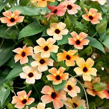 Image result for Thunbergia alata