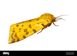 Attēlu rezultāti vaicājumam “Rhyparia purpurata”