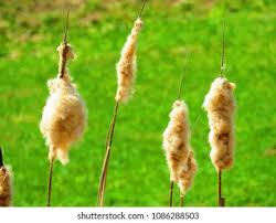 Attēlu rezultāti vaicājumam “Typha angustifolia  fruit”