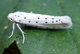 Attēlu rezultāti vaicājumam “Yponomeuta malinellus / cagnagella”