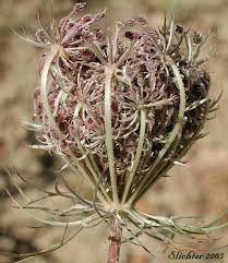 Image result for Daucus carota