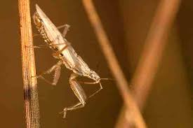 Attēlu rezultāti vaicājumam “Rhynocoris annulatus nymph”
