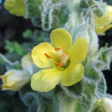 Attēlu rezultāti vaicājumam “Verbascum thapsus bud”