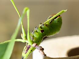Attēlu rezultāti vaicājumam “Cerura vinula larva”