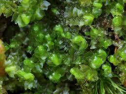 Attēlu rezultāti vaicājumam “Barbilophozia kunzeana”