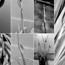 Attēlu rezultāti vaicājumam “Hordelymus europaeus leaf”