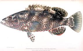 Image result for Epinephelus andersoni