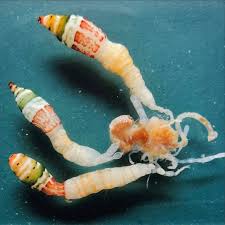 Attēlu rezultāti vaicājumam “Leucochloridium paradoxum larva”