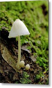Attēlu rezultāti vaicājumam “Mycena epipterygia”