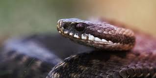 Attēlu rezultāti vaicājumam “Vipera berus”