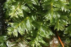 Attēlu rezultāti vaicājumam “Plagiothecium nemorale”