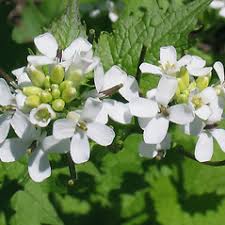 Attēlu rezultāti vaicājumam “Alliaria petiolata leaf”