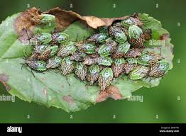 Attēlu rezultāti vaicājumam “Elasmucha grisea”