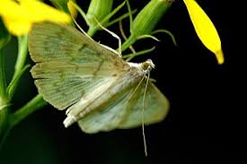 Attēlu rezultāti vaicājumam “Paratalanta hyalinalis”