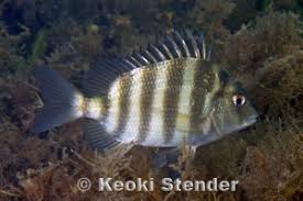 Image result for Archosargus probatocephalus