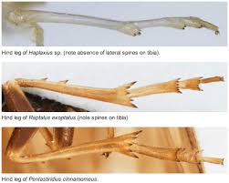 Attēlu rezultāti vaicājumam “Cixiidae”