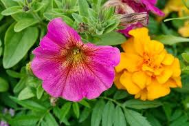 Image result for Petunie