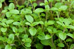 Image result for Origanum majorana