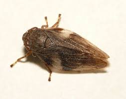 Attēlu rezultāti vaicājumam “Aphrophora alni imago”