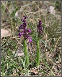 Attēlu rezultāti vaicājumam “Orchis morio”