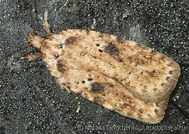 Attēlu rezultāti vaicājumam “Agonopterix aranella”