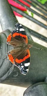 Attēlu rezultāti vaicājumam “Vanessa atalanta underside”