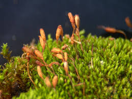 Attēlu rezultāti vaicājumam “Gymnostomum calcareum”