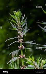 Attēlu rezultāti vaicājumam “Leonurus cardiaca leaf”