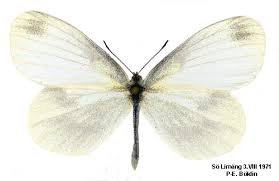 Attēlu rezultāti vaicājumam “Leptidea sinapis”