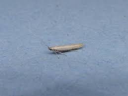 Attēlu rezultāti vaicājumam “Coleophora alticolella”