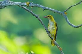 Attēlu rezultāti vaicājumam “Oriolus oriolus male”