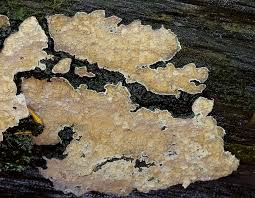 Attēlu rezultāti vaicājumam “Cystostereum murrayi”