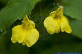 Attēlu rezultāti vaicājumam “Impatiens noli-tangere flower”