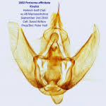 Attēlu rezultāti vaicājumam “Perizoma affinitata”