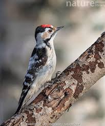 Attēlu rezultāti vaicājumam “Dendrocopos minor”