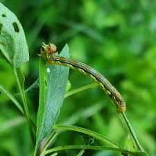 Attēlu rezultāti vaicājumam “Erannis defoliaria larva”