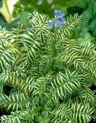 Attēlu rezultāti vaicājumam “Polemonium caeruleum fruit”