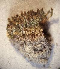 Attēlu rezultāti vaicājumam “Didymodon tophaceus”