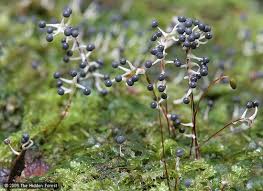 Attēlu rezultāti vaicājumam “Physarum globuliferum young”